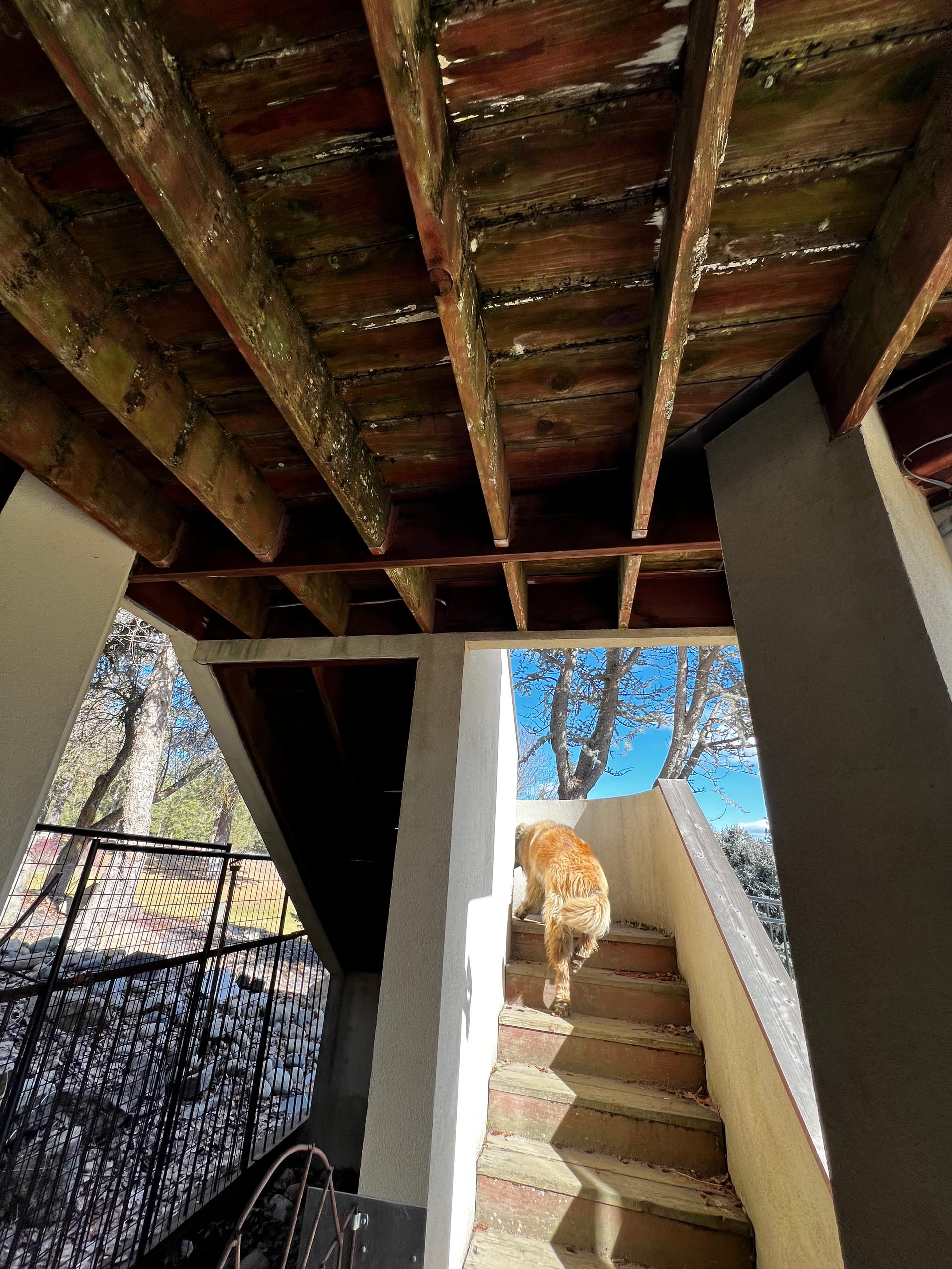 Weathered, stained joists and decking underside above stucco posts, stairs and dog visible beyond